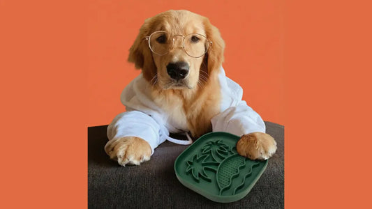 Why Making Your Pet Work for Dinner is a Huge Win